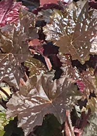 Heuchera micrantha 'Palace Purple'